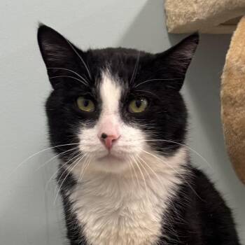 Eddie Tomlinson -  Domestic Short Hair Cat for Adoption in Merrifield, Virginia - Eddie Tomlinson | PetCurious