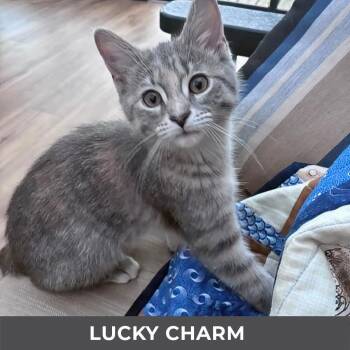 Lucky Charm -  Domestic Short Hair Cat for Adoption in Toronto, Ontario - Lucky Charm | PetCurious