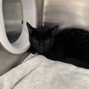 T Challa -  Domestic Short Hair Cat for Adoption in Murray, Utah - T Challa | PetCurious