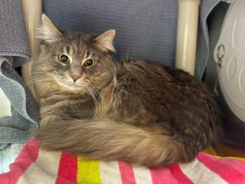 Gizmo -  Maine Coon and Domestic Long Hair Cat for Adoption in Georgina, Ontario - Gizmo | PetCurious