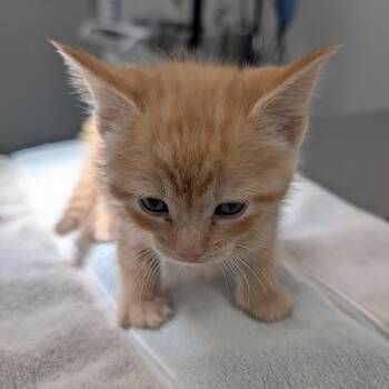 Cynthia -  Domestic Medium Hair Cat for Adoption in Winston-salem, North Carolina - Cynthia | PetCurious