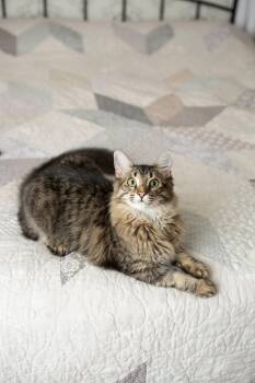 Rescue Domestic Long Hair Cats for Adoption in Murfreesboro, Tennessee - Hansel | PetCurious
