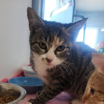 Sammy -  Domestic Medium Hair Cat for Adoption in Kingman, Arizona - Sammy | PetCurious