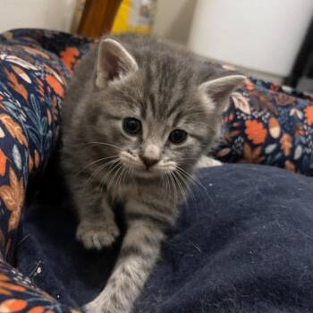 Jocelyn -  Domestic Short Hair Cat for Adoption in Mount Vernon, Indiana - Jocelyn | PetCurious