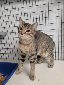 Pen -  Domestic Short Hair Cat for Adoption in Republic, Missouri - Pen | PetCurious