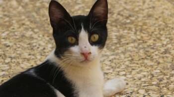 Rescue Domestic Short Hair Cats for Adoption in Brampton, Ontario - Panda M | PetCurious