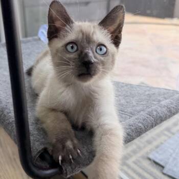 AMY -  Siamese Cat for Adoption in Richmond, California - AMY | PetCurious