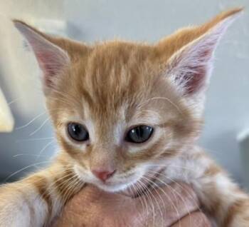 Domestic Short Hair Cats Available for Adoption in West Memphis, Arkansas - Jasper | PetCurious