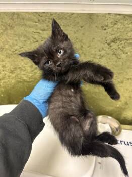 A1920150 -  Domestic Short Hair Cat for Adoption in Riverside, California - A1920150 | PetCurious