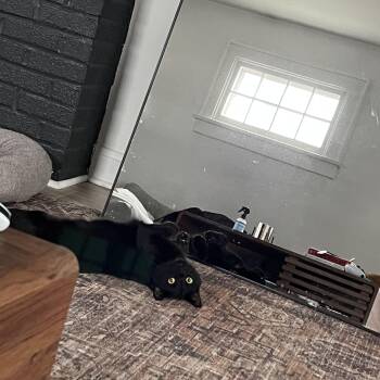 Domestic Short Hair Cats Available for Adoption in Marble Cliff, Ohio - Bubbles  | PetCurious