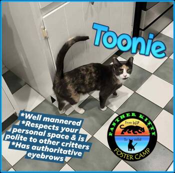Rescue Domestic Short Hair Cats for Adoption in Jefferson, New Jersey - Toonie- Wonderful, Little Girl In Foster But Cannot Stay There F | PetCurious
