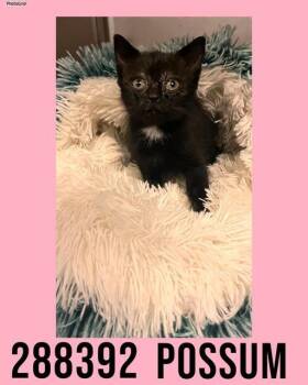 Domestic Short Hair Cats Available for Adoption in Macon, Georgia - POSSUM | PetCurious