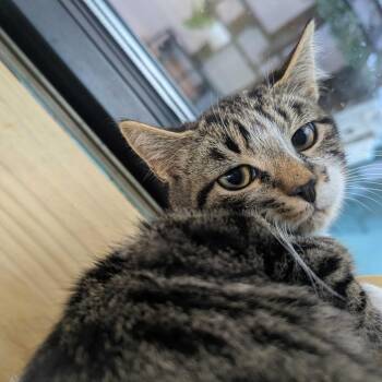 Buster -  Domestic Short Hair Cat for Adoption in Victoria, British Columbia - Buster | PetCurious