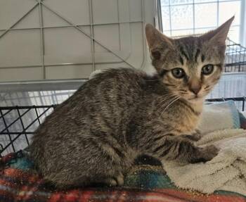 Dive -  Domestic Short Hair Cat for Adoption in Evans, Georgia - Dive | PetCurious