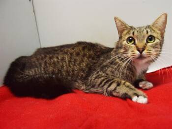 Rescue Domestic Short Hair Cats for Adoption in Sacramento, California - NIBBLES | PetCurious