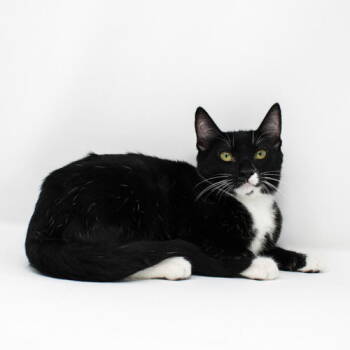 Rescue Domestic Short Hair Cats for Adoption in Florence, Arizona - Tennyson | PetCurious