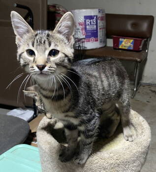 Rescue Domestic Short Hair and Tabby Cats for Adoption in Walled Lake, Michigan - Madden | PetCurious