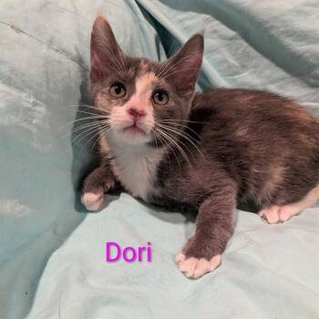 DORY -  Domestic Medium Hair Cat for Adoption in Auburn, California - DORY | PetCurious