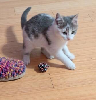 Domestic Medium Hair Cats Available for Adoption - Wallace | PetCurious