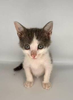 Thumbelina -  Domestic Short Hair Cat for Adoption in Milton, Delaware - Thumbelina | PetCurious