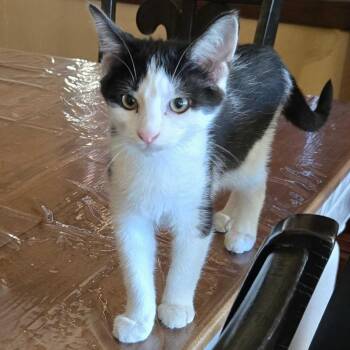 Cypress -  Domestic Short Hair Cat for Adoption in Wilsonville, Oregon - Cypress | PetCurious