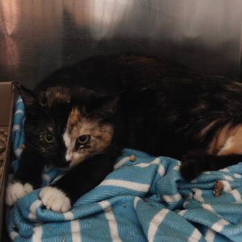 Soprano -  Domestic Short Hair Cat for Adoption in Philadelphia, Pennsylvania - Soprano | PetCurious