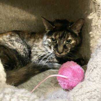 Tortoiseshell and Domestic Short Hair Cats Available for Adoption in Dublin, Ohio - Clover (bonded To Mary) | PetCurious
