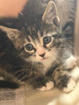 Louis -  Domestic Short Hair Cat for Adoption in New Orleans, Louisiana - Louis | PetCurious