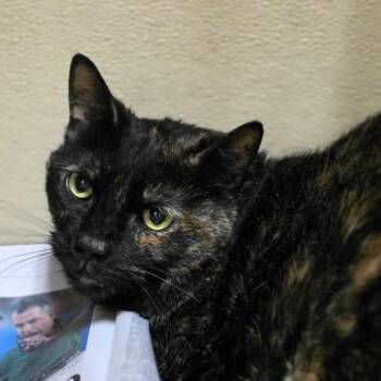 Domestic Short Hair Cats Available for Adoption in Chatham, Virginia - Sambora | PetCurious