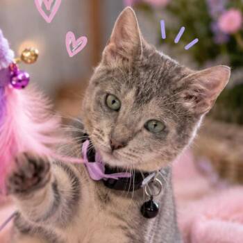 Lily -  Domestic Short Hair Cat for Adoption in League City, Texas - Lily | PetCurious