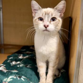 Dolly -  Domestic Short Hair Cat for Adoption in Chesapeake, Virginia - Dolly | PetCurious