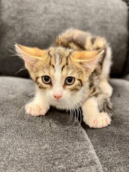 Flarewind -  Domestic Short Hair Cat for Adoption in Midland, Michigan - Flarewind | PetCurious