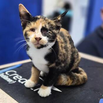 Spirit -  Domestic Short Hair Cat for Adoption in Wahiawa, Hawaii - Spirit | PetCurious