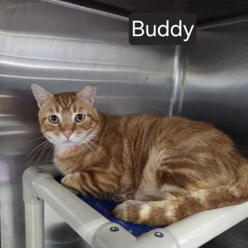 Buddy -  Domestic Short Hair Cat for Adoption in Snow Hill, North Carolina - Buddy | PetCurious