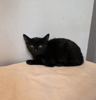 Jett -  Domestic Short Hair Cat for Adoption in Sunrise, Florida - Jett | PetCurious