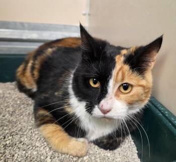 61917659 -  Domestic Short Hair Cat for Adoption in Elko, Nevada - 61917659 | PetCurious