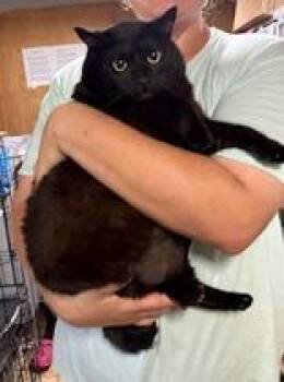 Rescue Domestic Short Hair Cats for Adoption in Charleston, South Carolina - Bertha | PetCurious