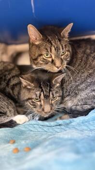 Rescue Domestic Short Hair Cats for Adoption in Morristown, New Jersey - Max - Available In Foster | PetCurious