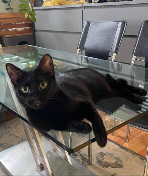 Rescue Domestic Short Hair Cats for Adoption - Pearl | PetCurious