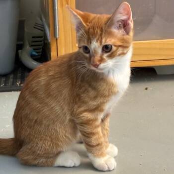 Charles -  American Shorthair Cat for Adoption in Salt Lake City, Utah - Charles | PetCurious