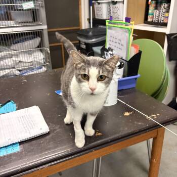 Alessandra -  Domestic Short Hair Cat for Adoption in Oberlin, Ohio - Alessandra | PetCurious