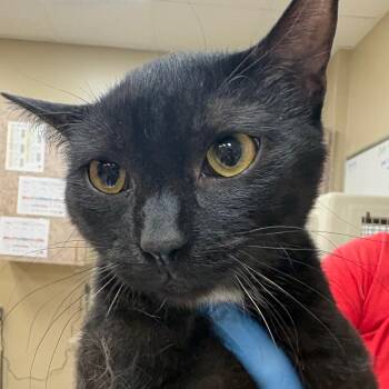 Domestic Short Hair Cats Available for Adoption in Birmingham, Alabama - Anakin | PetCurious