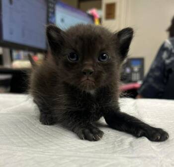 Domestic Short Hair Cats Available for Adoption in Fruit Heights, Utah - Samwise | PetCurious