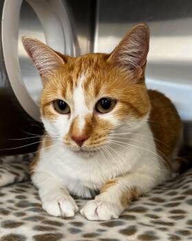 Blaze -  Domestic Short Hair Cat for Adoption in Logan, Utah - Blaze | PetCurious