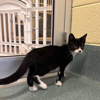Garfunkel -  Domestic Short Hair Cat for Adoption - Garfunkel | PetCurious