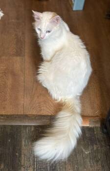 Persian Cats Available for Adoption in Wolcott, Connecticut - Soka | PetCurious
