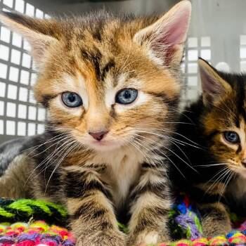 Lilly -  Domestic Short Hair Cat for Adoption in Mount Vernon, Indiana - Lilly | PetCurious