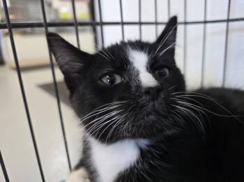 DUFFY -  Domestic Short Hair Cat for Adoption in Southbury, Connecticut - DUFFY | PetCurious