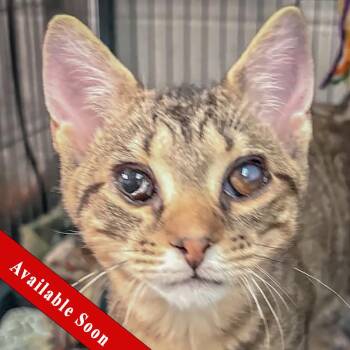 Calvin -  Tabby and Domestic Short Hair Cat for Adoption in Huntley, Illinois - Calvin | PetCurious