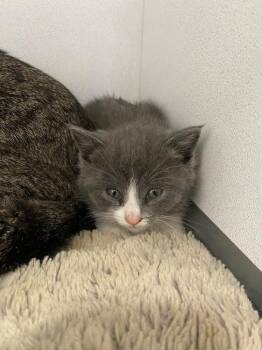 American Shorthair Cats Available for Adoption in Van Wert, Ohio - Brianna | PetCurious